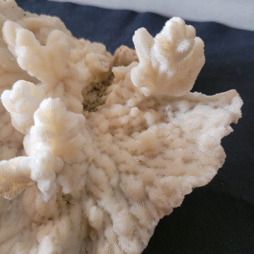 White coral like new