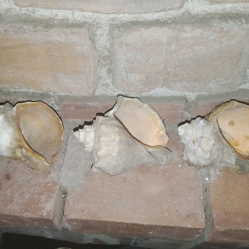 Large natural vintage Rapana sea shells from the Black Sea, set of 3