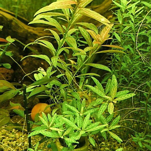 Aquarium plant pack new for easy setup