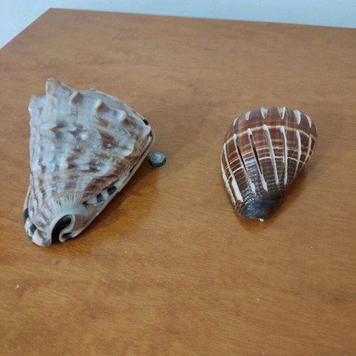 Large helmet shells like new for decoration and collections