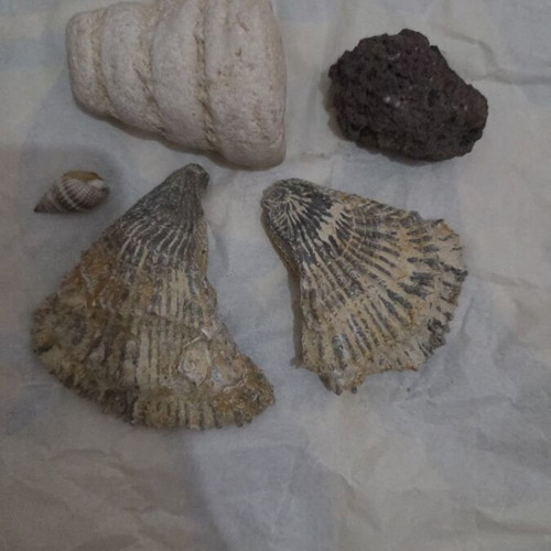 Fossil set from Tunisia like new