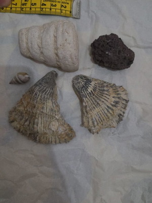 Fossil set from Tunisia like new