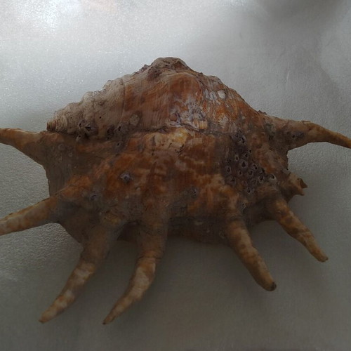 Seashells used, pack of 2 very old over 40 years