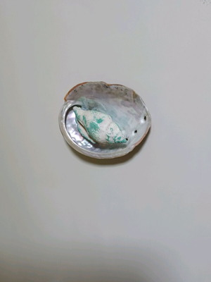 Abalone shell decorative fridge magnet