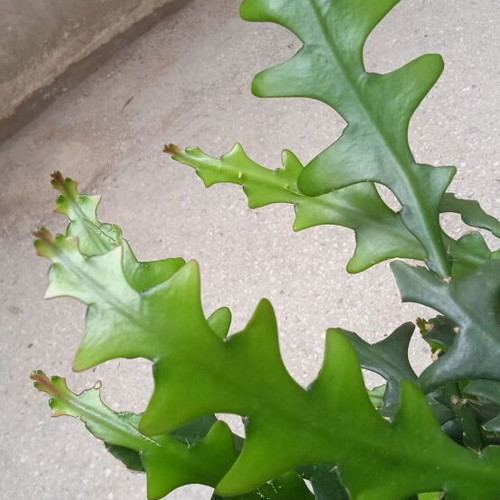 Ric Rac Cactus cuttings pack of 5, new