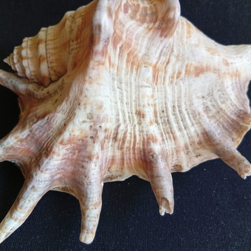 Spider conch shell 14.5 cm
