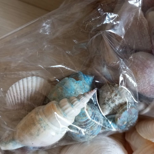 Natural seashell collection, various sizes and shapes, 2kg