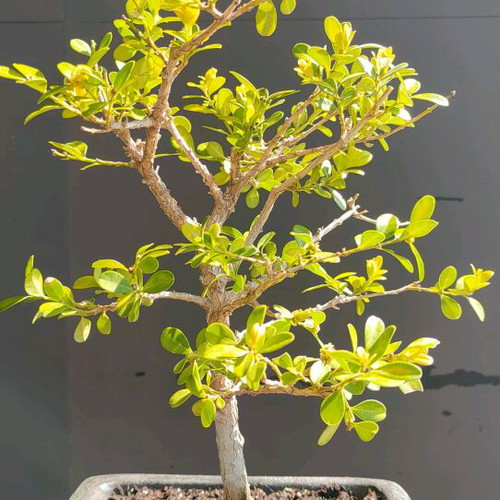 BONSAI  buxus