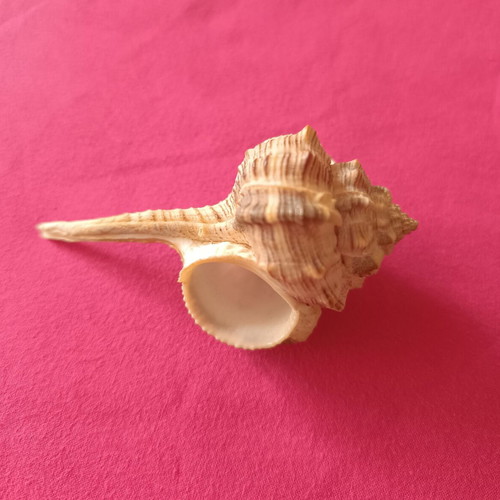 Murex Haustellum collectible shell like new
