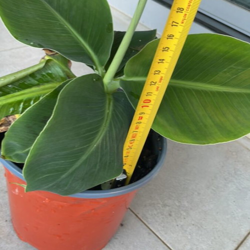Banana plant 20cm new