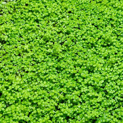 Micranthemum tweediei ‘Monte Carlo’ aquarium plant new