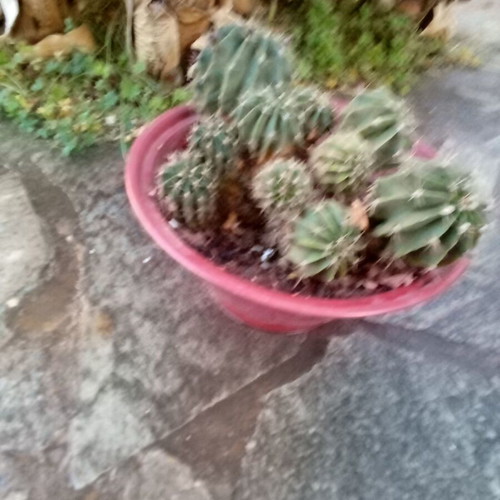Flowerpot with cacti used