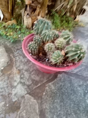 Flowerpot with cacti used