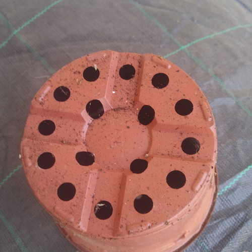 Greenhouse plant pots 10.5 cm