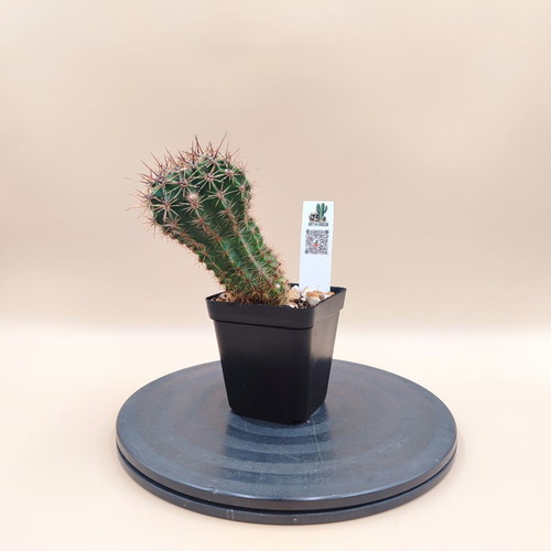 Echinopsis cactus in plastic pot, mini plant