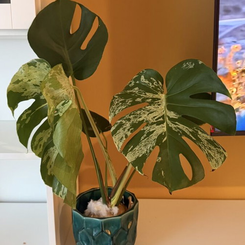 Monstera Bulbasaur Variegata large form, 18cm pot, 60cm height with strong variegation and fenestration