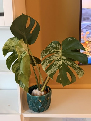 Monstera Bulbasaur Variegata large form, 18cm pot, 60cm height with strong variegation and fenestration