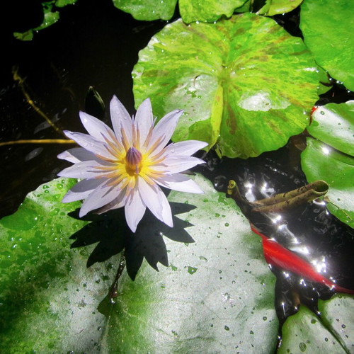 Nymphaea Violet-Blue Tropical Water Lily New
