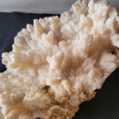 White coral like new