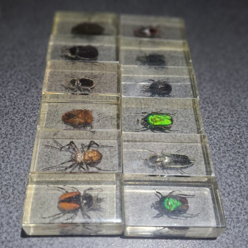 Insect and Arthropod Collection like new, 27 pieces in resin