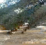  ΟΙΚΟΠΕΔΟ 1300τμ (Ελαιώνας) ΠΑΠΑΔΑΤΕΣ ΜΑΚΡΥΝΕΙΑΣ