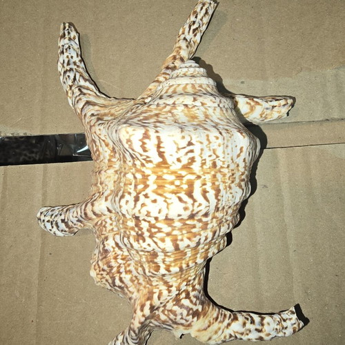 Natural Lambis Harpago Chiragra seashell used, coastal decor