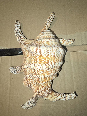 Natural Lambis Harpago Chiragra seashell used, coastal decor