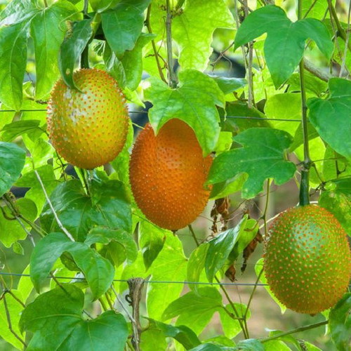 Gac Momordica cochinchinensis exotic fruit seeds like new, pack of 5