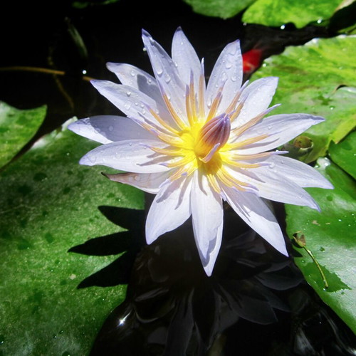 Nymphaea Violet-Blue Tropical Water Lily New