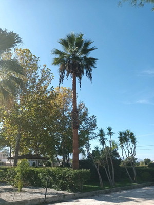 Φοίνικας μεταχειρισμένος 25 ετών, περίπου 12 μέτρα