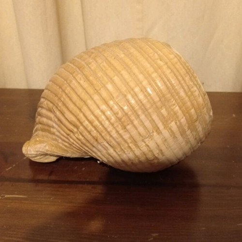Natural shell large size like new
