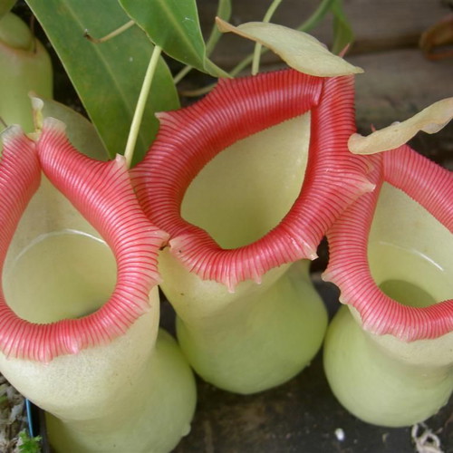 Nepenthes tropical pitcher plant seeds like new
