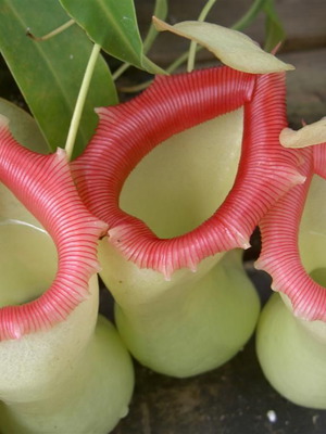 Σπόροι τροπικών σαρκοφάγων φυτών Nepenthes σαν καινούργιοι