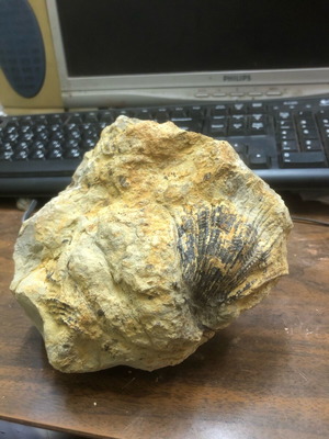 Rock with fossil of comb from Cretaceous period, Attica, new