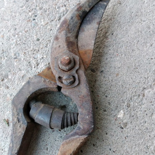 Grape pruning shears used, over 60 years old