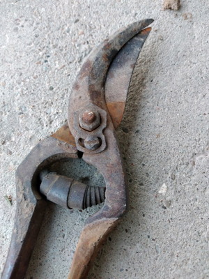 Grape pruning shears used, over 60 years old