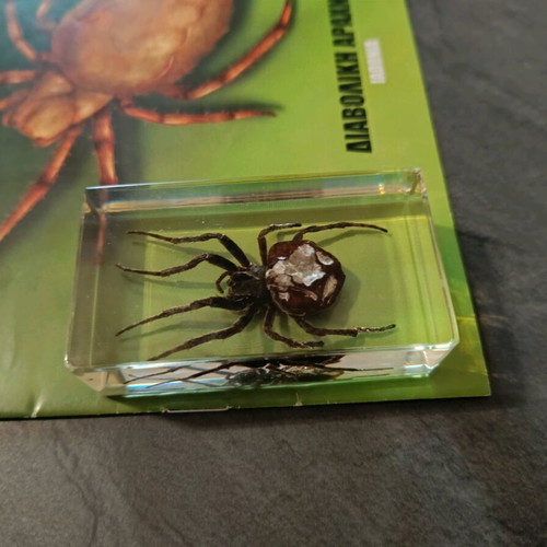 Real Bugs Issue 2 used
