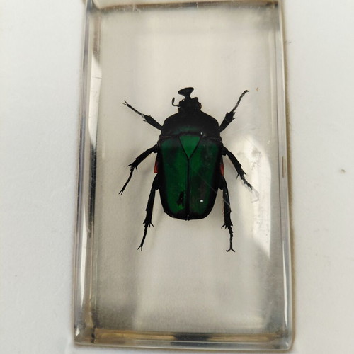 Deagostini insect collection used with plastic case