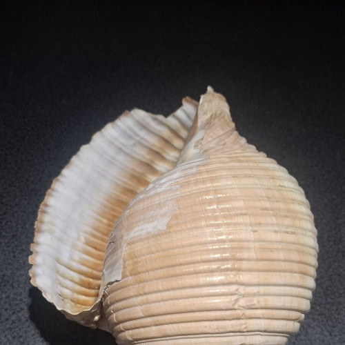 Tonna galea large collectible seashell, 19cm
