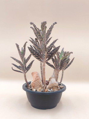 Παχύφυτο Kalanchoe Daigremontiana σε πλαστική γλάστρα καινούργιο