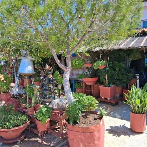 Koukounaria pine tree 2.5 meters in barrel, new