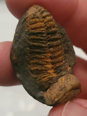 Bolivian Trilobite Fossil from Devonian Period new
