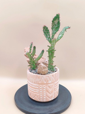 Opuntia monacantha variegata cactus in ceramic pot