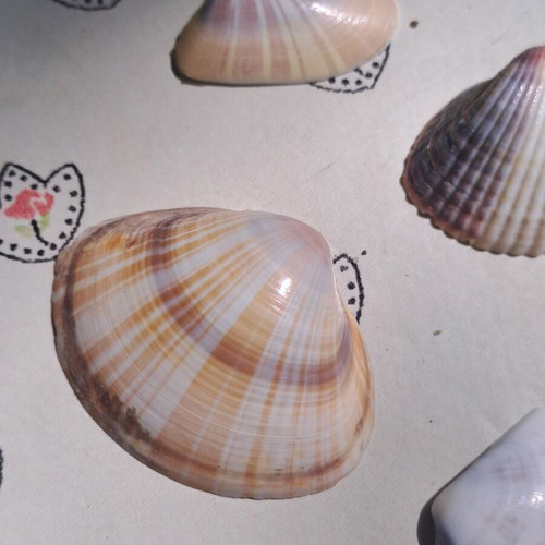 Set of 13 natural seashells for decoration and crafts, like new