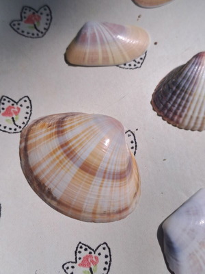 Set of 13 natural seashells for decoration and crafts, like new