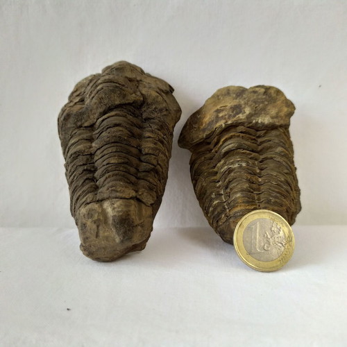 Calymene Trilobite Fossils from Morocco, like new, set of 2