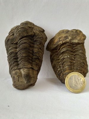 Calymene Trilobite Fossils from Morocco, like new, set of 2