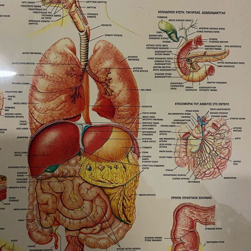 Digestive system poster used, 70x50cm, hard glossy paper