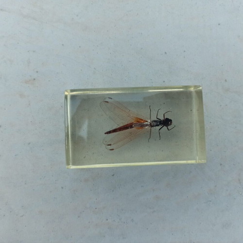 Asian Dragonfly collectible from National Geographic like new with book and tag