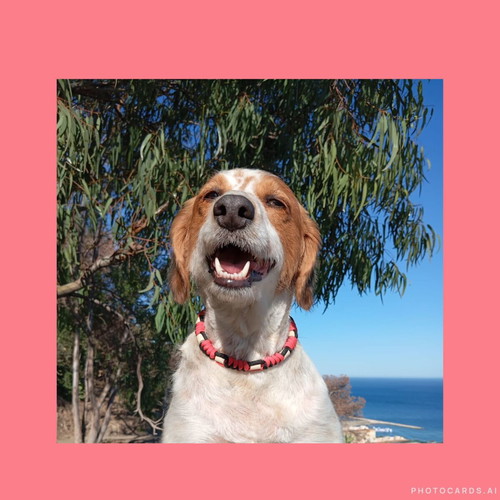 Hand-Made Dog Collar New, Various Colors and Sizes